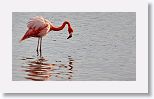 American Flamingo