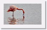 American Flamingo