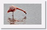 American Flamingo