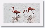 American Flamingo