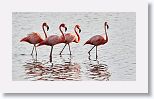 American Flamingo