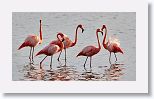 American Flamingo
