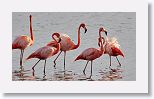 American Flamingo