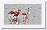 American Flamingo