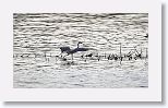 Tri-colored Heron