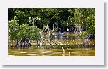 Tri-colored Heron