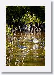 Tri-colored Heron