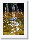 Tri-colored Heron