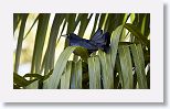 Greater Antillean Grackle