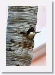 West Indian Woodpecker