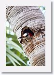 West Indian Woodpecker