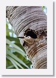 West Indian Woodpecker