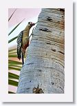 West Indian Woodpecker