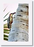 West Indian Woodpecker