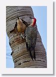 West Indian Woodpecker