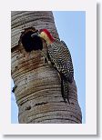 West Indian Woodpecker