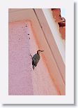 West Indian Woodpecker