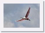 Roseate Spoonbill