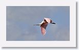 Roseate Spoonbill