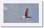 Roseate Spoonbill