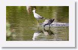 Lesser Yellow-legs