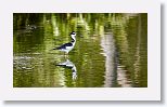 Black-necked Stilt