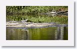 Lesser Yellow-legs