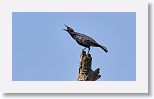 Greater Antillean Grackle