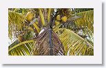 Black-cowled Oriole
