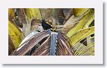 Black-cowled Oriole
