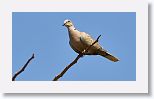 Eurasian Collared Dove