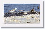 Sanderling