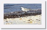 Sanderling