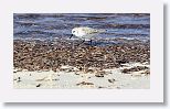 Sanderling