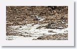 Black-bellied Plover