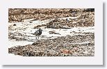 Black-bellied Plover