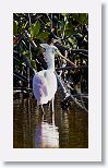Roseate Spoonbill
