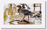 Red-breasted Merganser
