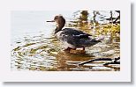 Red-breasted Merganser