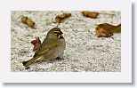 Yellow-faced Grassquit