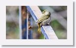 Yellow-faced Grassquit