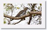 White-winged Dove
