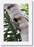West Indian Woodpecker