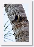 West Indian Woodpecker