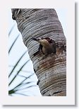 West Indian Woodpecker