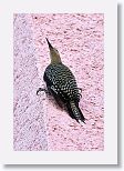 West Indian Woodpecker