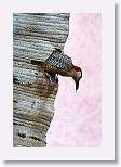 West Indian Woodpecker