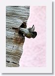 West Indian Woodpecker