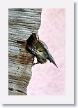 West Indian Woodpecker