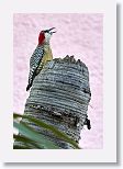 West Indian Woodpecker